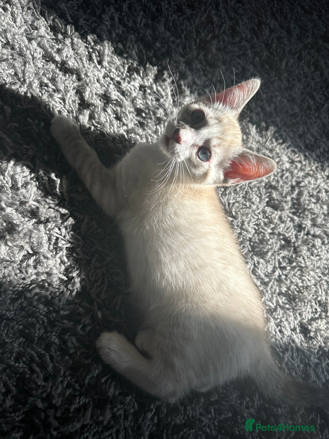 Siamese cats for sale: Beautiful blue eyed baby  - Image 2