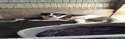 Mixed Breed dogs for adoption: Lula, a spanish mastif - pointer cross  in Barnoldswick - Advert 5