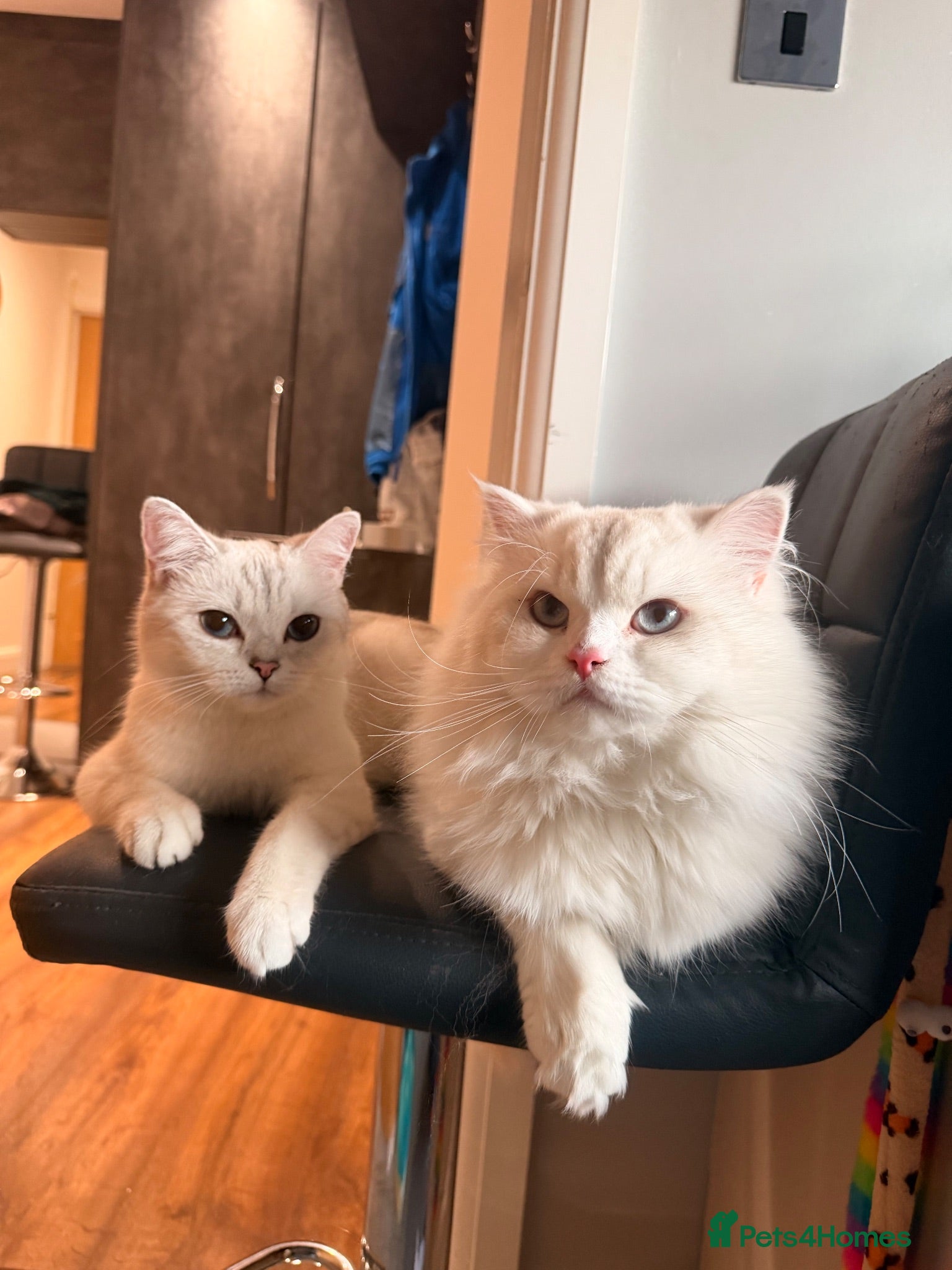 British Shorthair cats Beautiful Kittens for Sale – 3 Boys & 1 Girl 🐱💕 - Advert 1