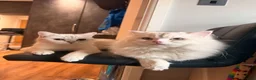 British Shorthair cats for sale: Beautiful Kittens for Sale – 3 Boys & 1 Girl 🐱💕 in Luton - Advert 1