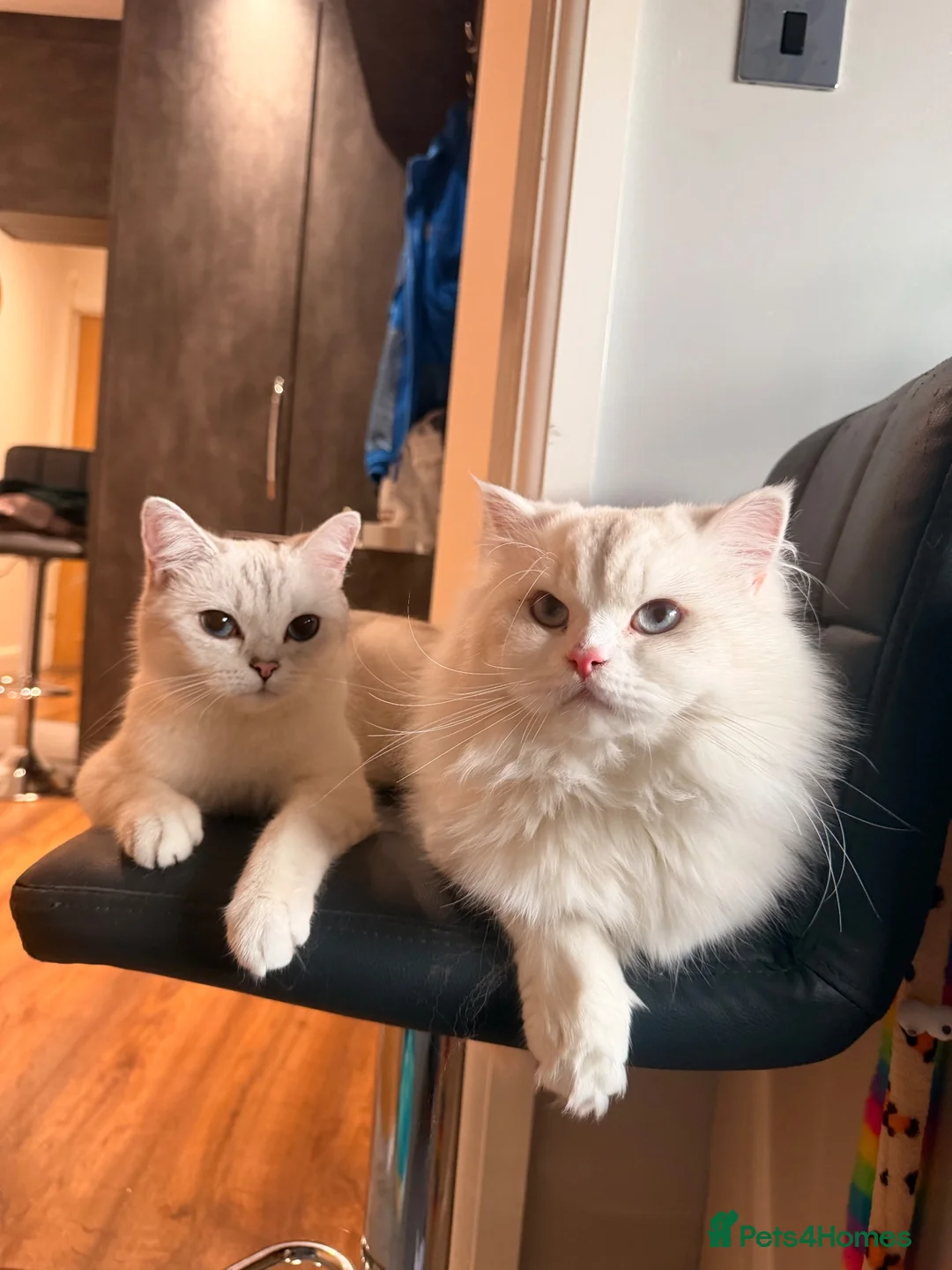 British Shorthair cats for sale: Beautiful Kittens for Sale – 3 Boys & 1 Girl 🐱💕 in Luton - Advert 1