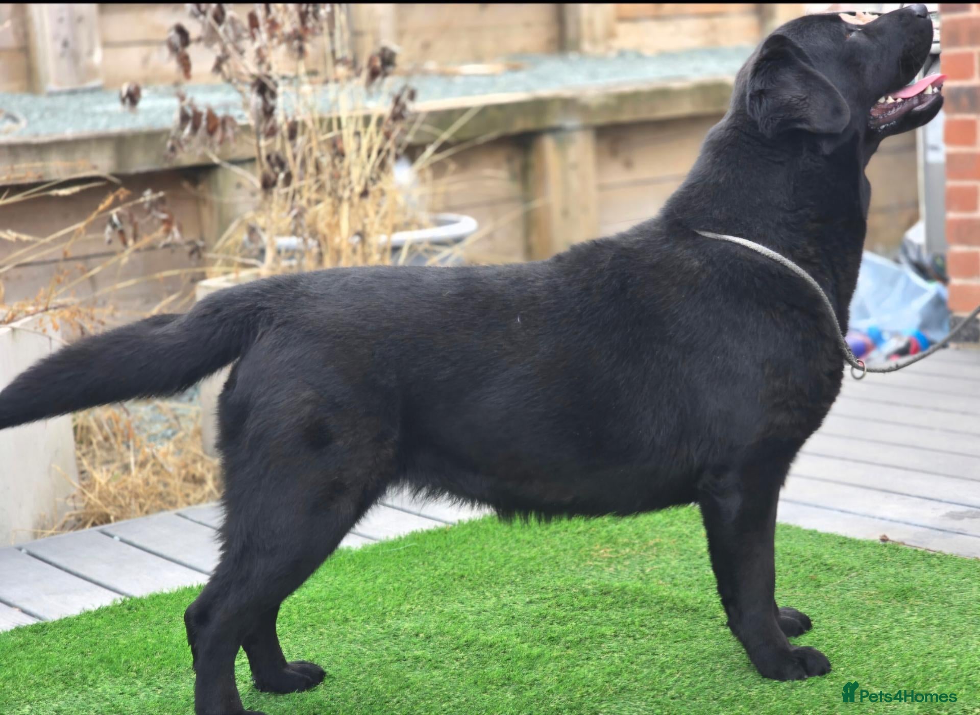 Labrador Retriever dogs Beautiful 10 month Female Lab - Advert 1