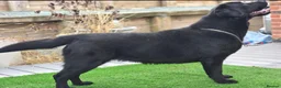 Labrador Retriever dogs for sale: Beautiful 10 month Female Lab - Advert 1