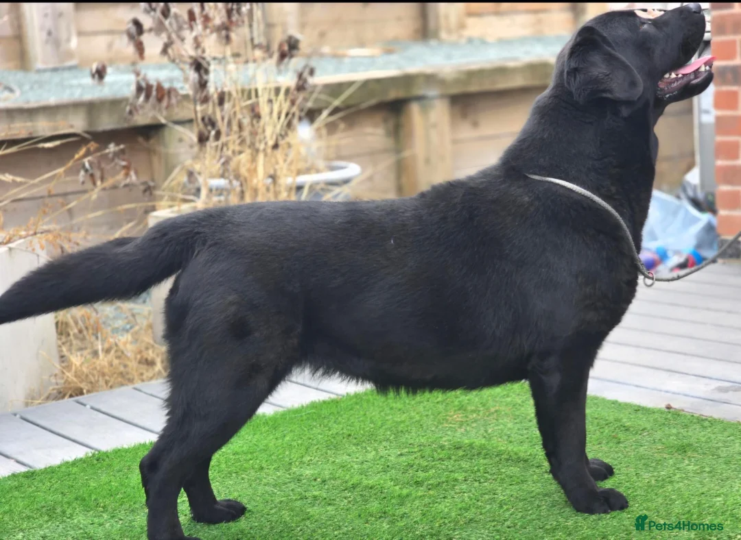 Labrador Retriever dogs for sale: Beautiful 10 month Female Lab - Advert 1