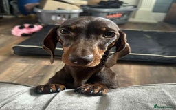 Dachshund dogs for sale: Puppies for sale - Image 9