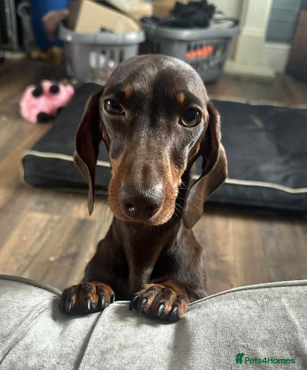 Dachshund dogs for sale: Puppies for sale - Image 9