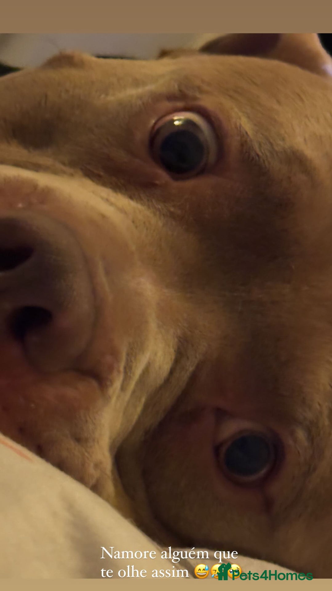 American Bully dogs for sale: Looking  for new home  - Advert 2