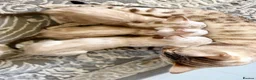 Bengal cats for sale: Beautiful bengal  - Advert 15