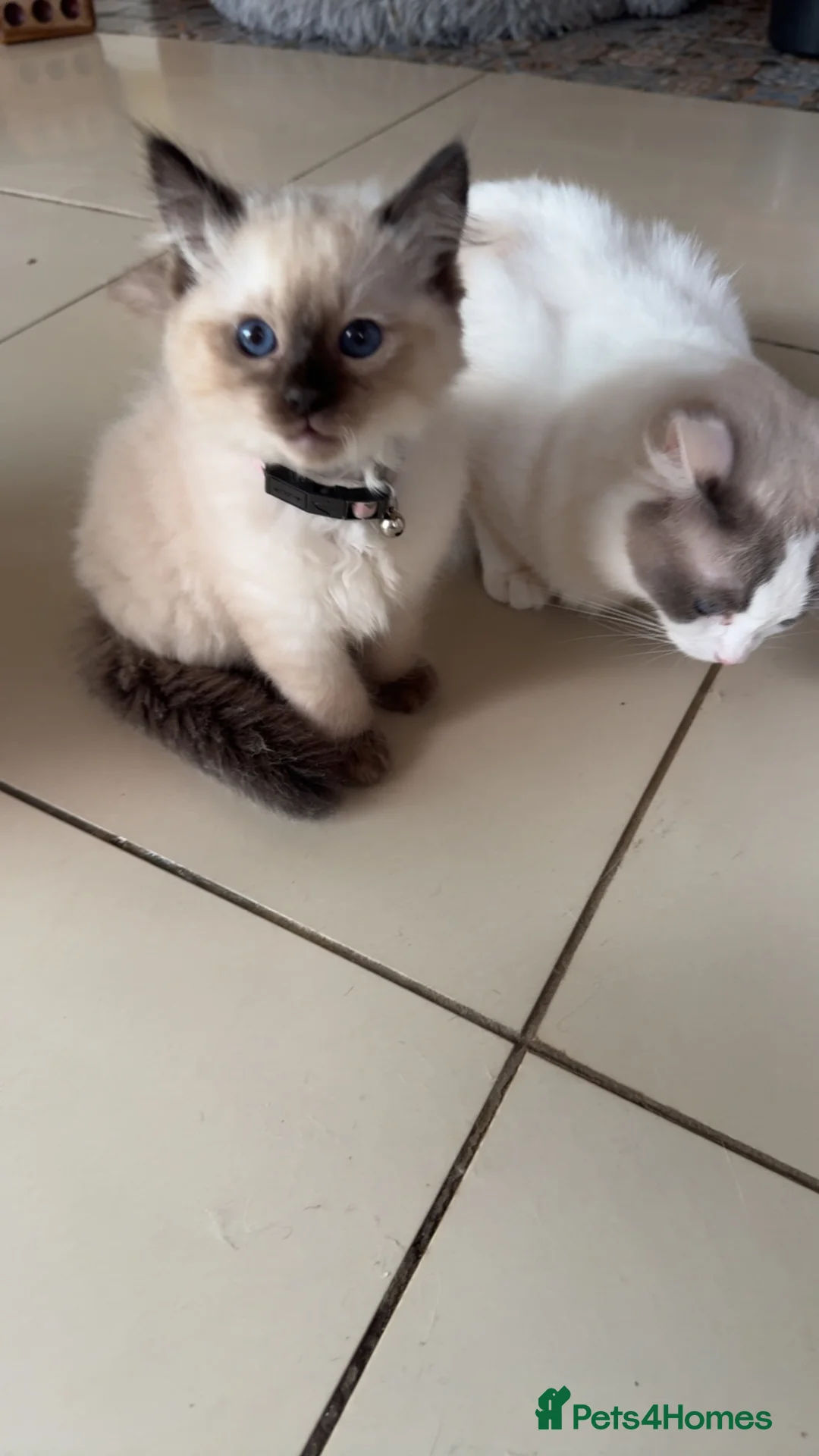 Ragdoll cats for sale: Ragdoll kittens girls ready now  - Advert 9