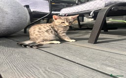 Savannah cats for sale: Savannah Kittens - Image 3