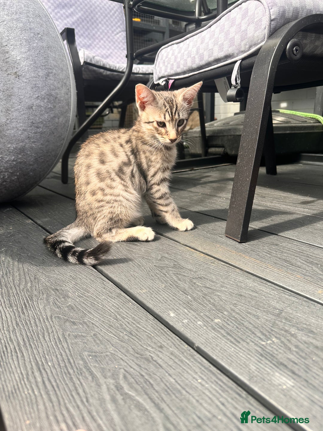 Savannah cats for sale: Savannah Kittens - Image 3