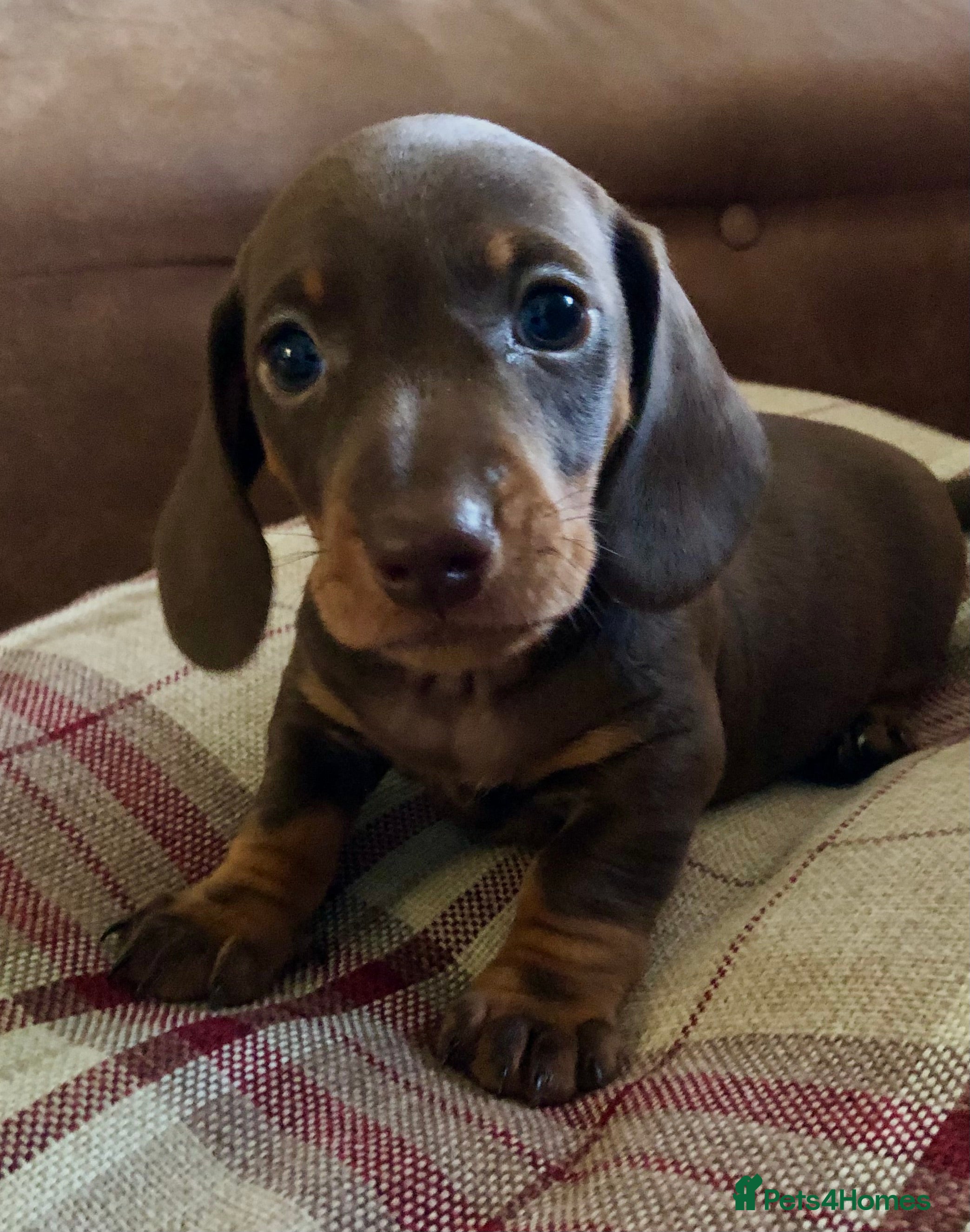 Miniature Dachshund dogs KC registered PRA clear miniature dachshunds  - Advert 1