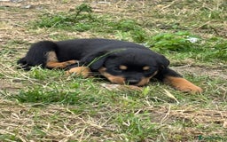 Rottweiler dogs for sale: Chunky Rottweiler puppies for sale  - Image 24
