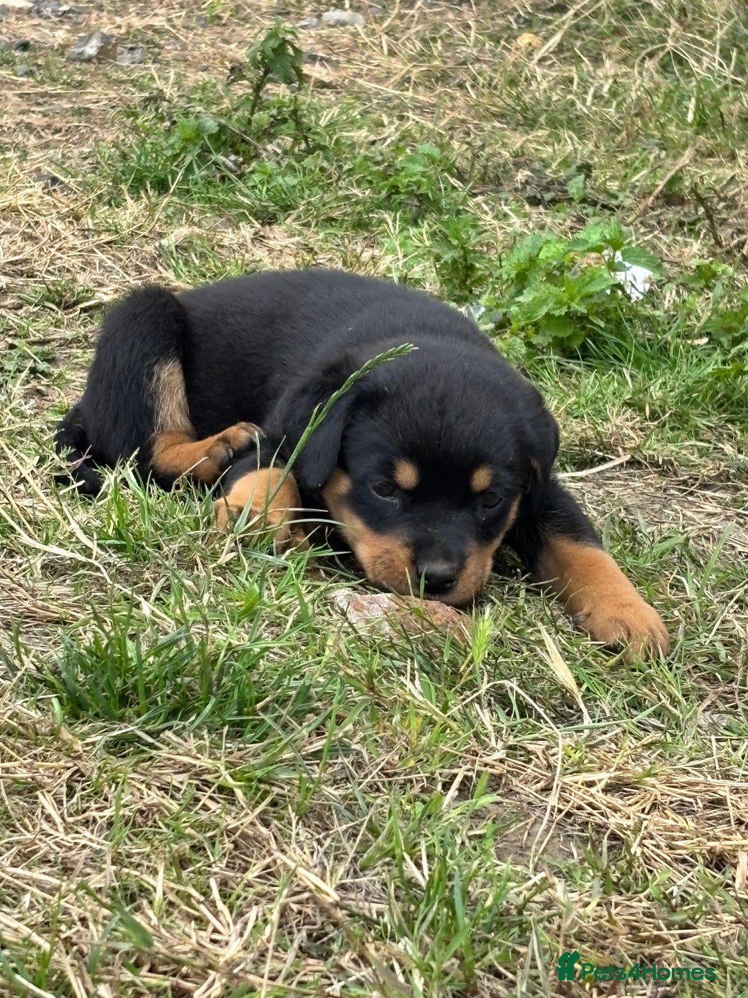 Rottweiler dogs for sale: Chunky Rottweiler puppies for sale  - Image 24
