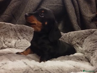 Miniature Dachshund dogs - Advert 8