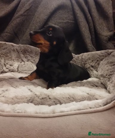 Miniature Dachshund dogs - Advert 13