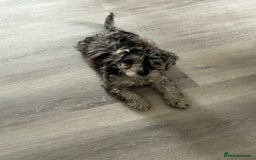 Labradoodle dogs for sale: READY NOW Miniature Labradoodles in Morecambe - Image 2