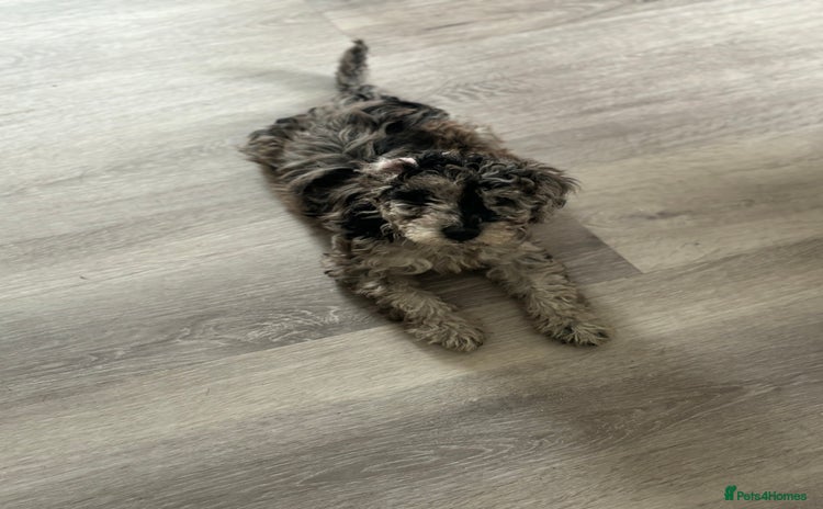 Labradoodle dogs in Morecambe - Advert 2