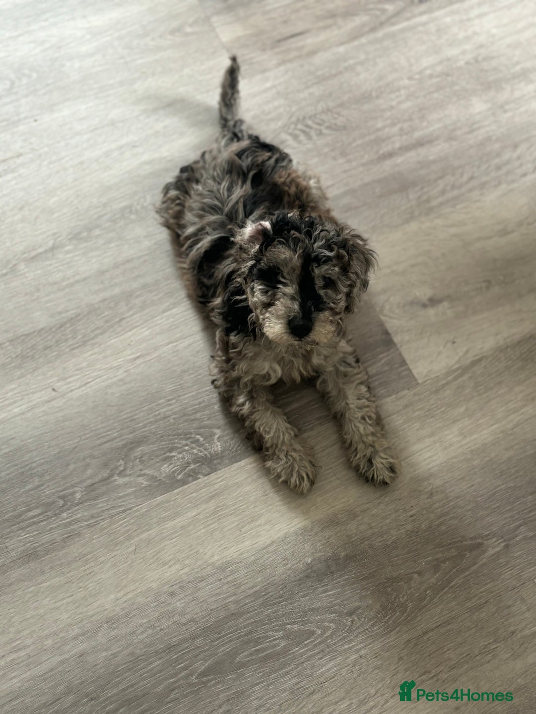 Labradoodle dogs for sale: READY NOW Miniature Labradoodles in Morecambe - Image 2