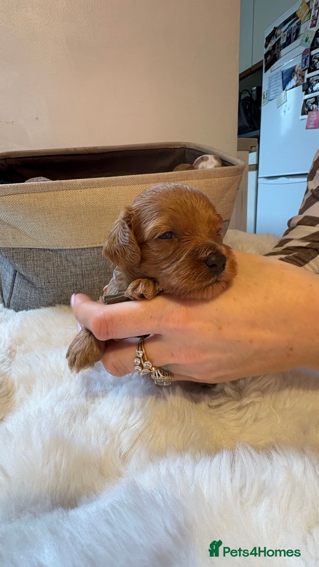 Cockapoo dogs for sale: 🐾 Adorable F2 Cockapoo Puppies! 🐾 - Image 8