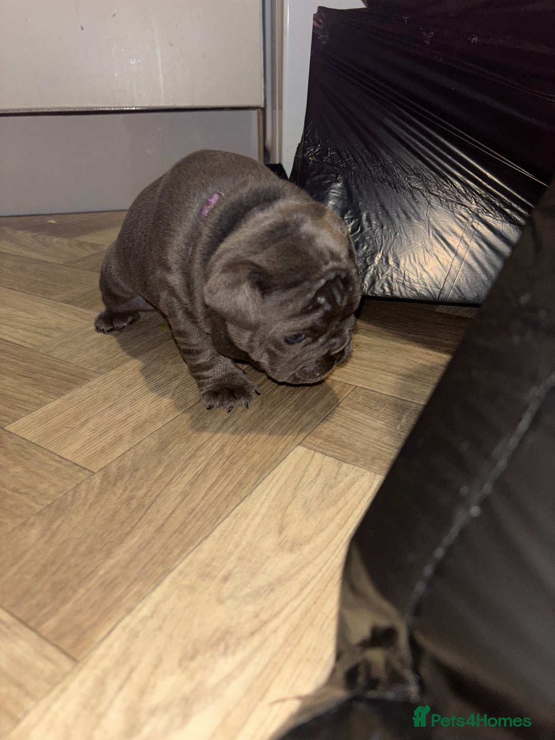 French Bulldog dogs for sale: Mini bulls - Advert 18