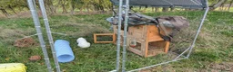 Mixed Breed rabbits for sale: Rabbit for rehome in Northampton - Advert 4