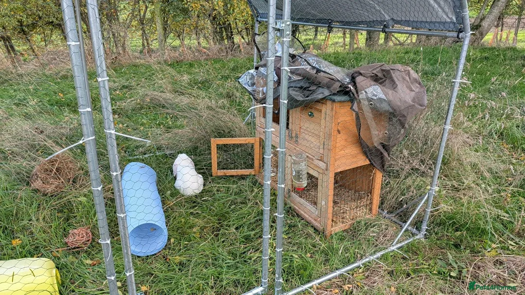Mixed Breed rabbits for sale: Rabbit for rehome in Northampton - Advert 4