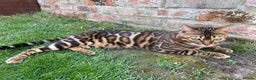 Bengal cats for sale: Bengal kitten girl for sale-Stunning 3-color Roset - Advert 3