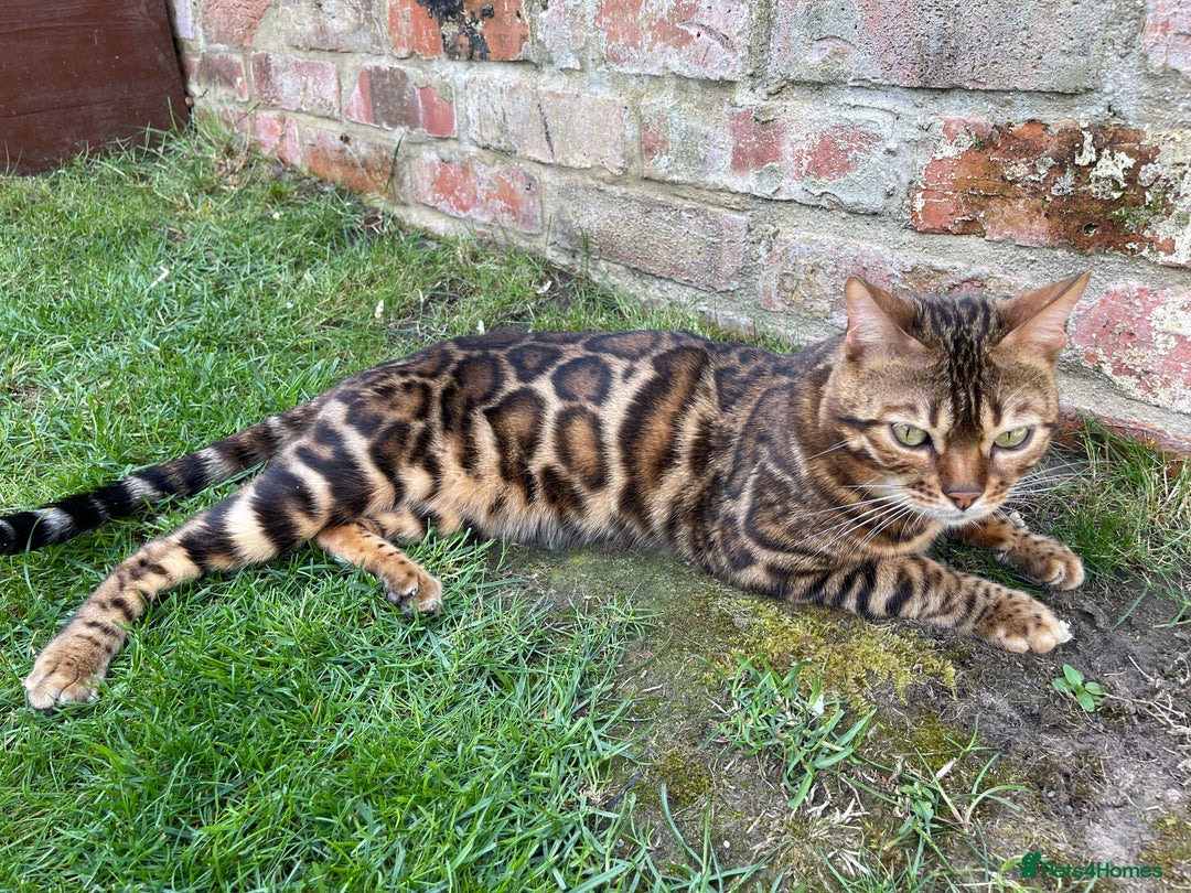 Bengal cats for sale: Bengal kittens for sale-Stunning 3-color Rosettes  - Image 3