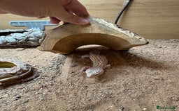 Gecko reptiles for sale: Female Albino Leopard Gecko + VivExotic Full Setup - Image 2