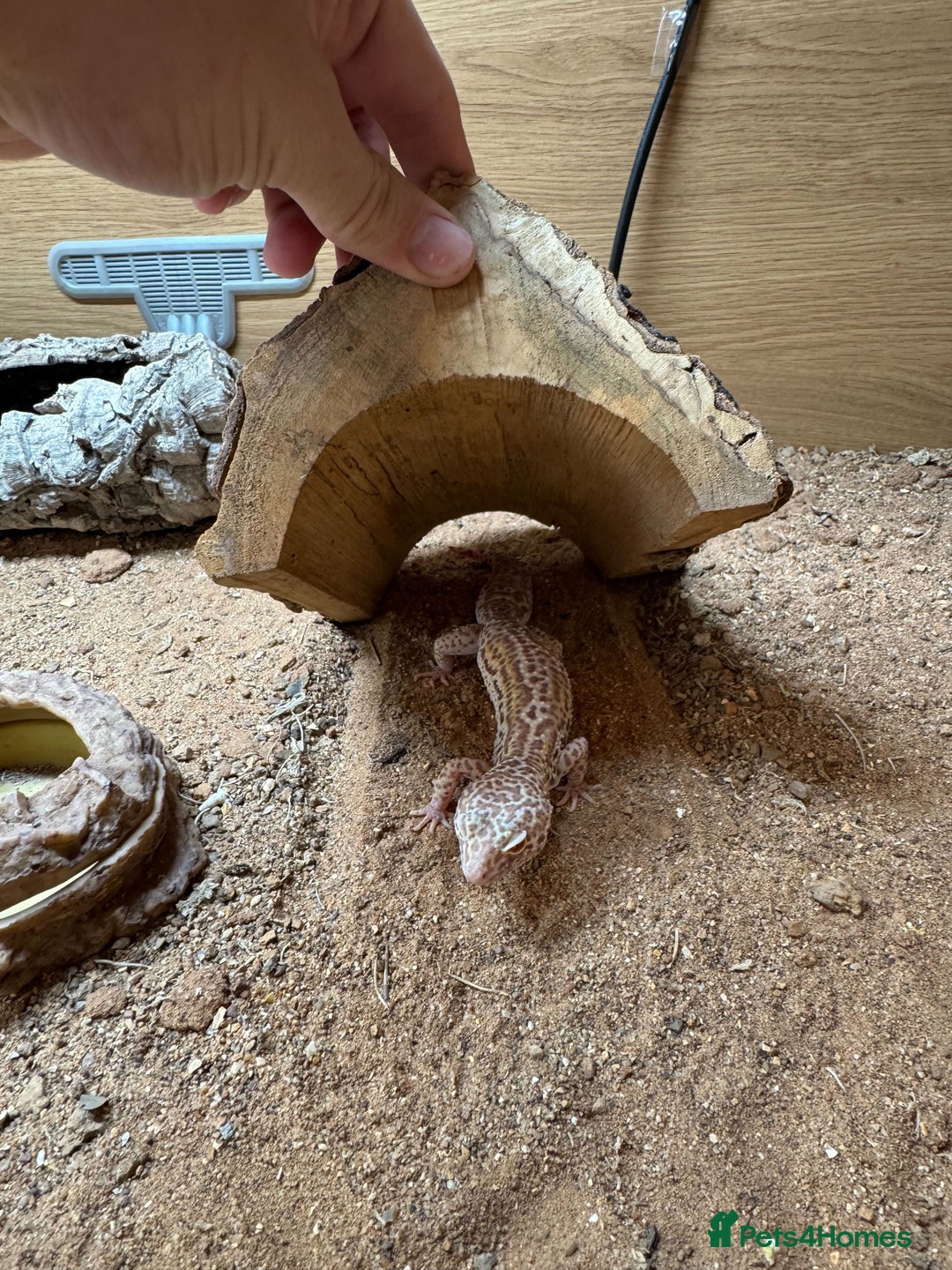 Gecko reptiles for sale: Female Albino Leopard Gecko + VivExotic Full Setup - Image 2