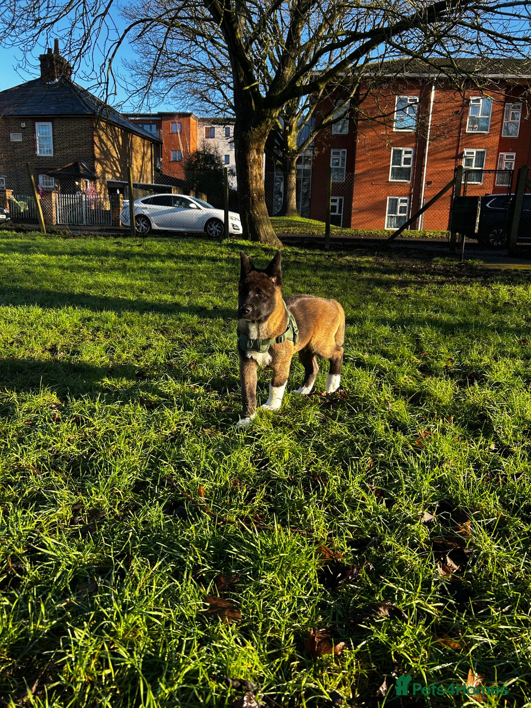 Akita dogs for sale: American Akita puppy looking for new home - Advert 13