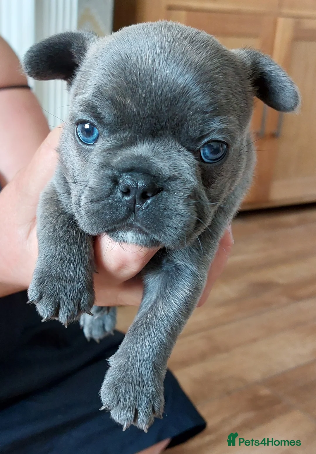 French Bulldog dogs for stud: kc French Bulldog Stud - Advert 25