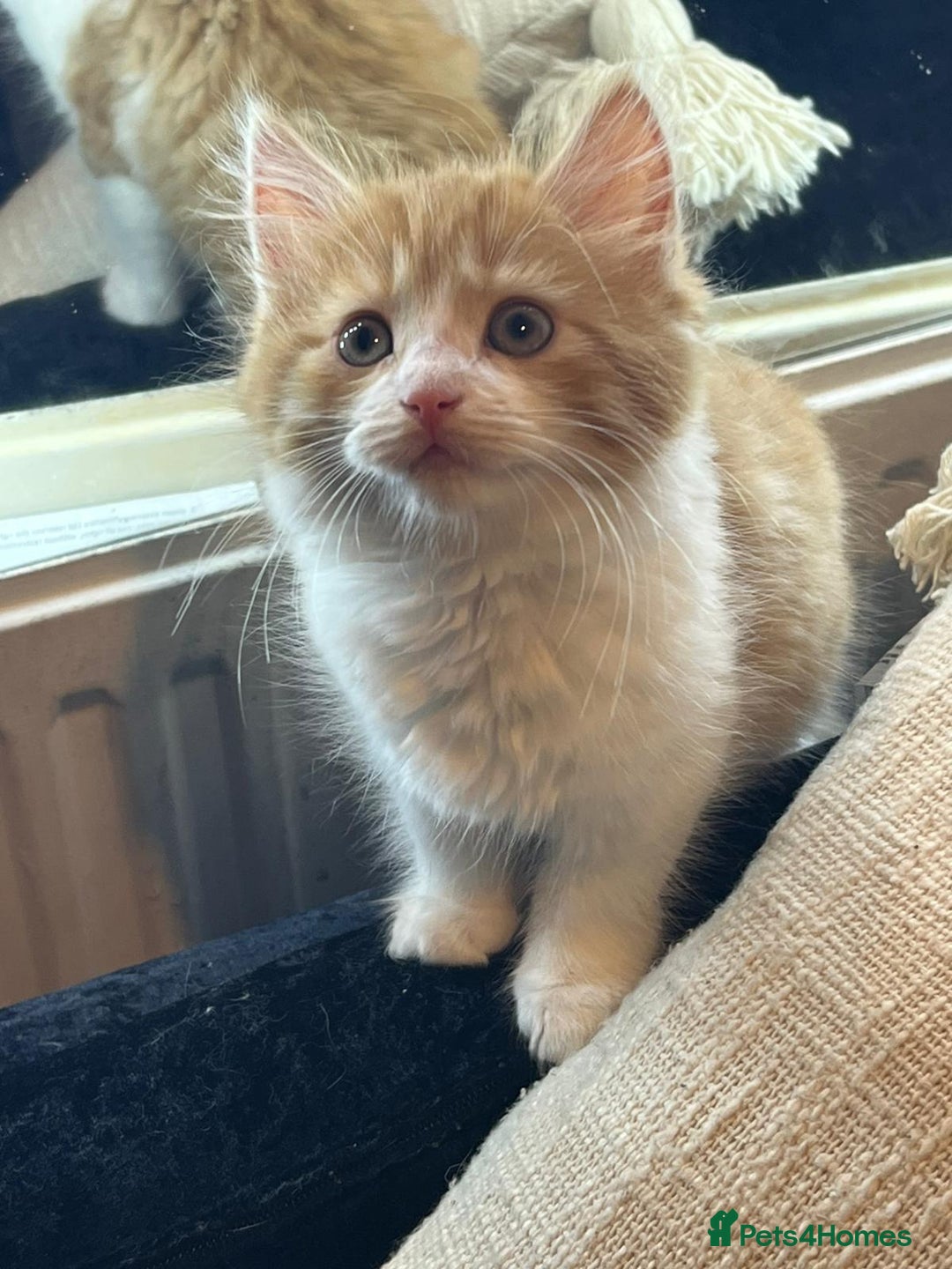 Domestic Shorthair cats for sale: Beautiful litter of 5 kittens  - Image 2