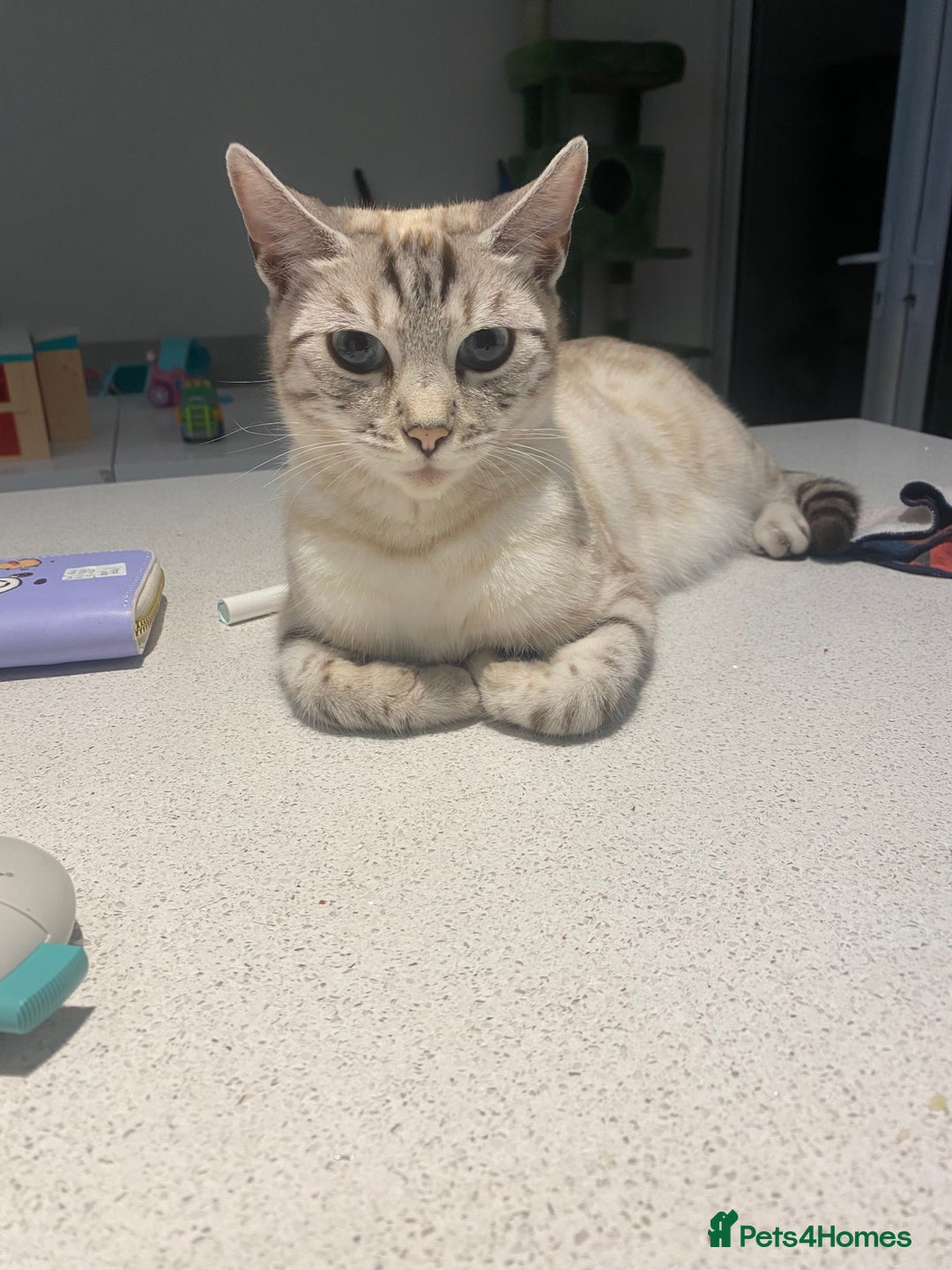 Bengal cats for sale: Bengal Cross Kittens  - Image 31