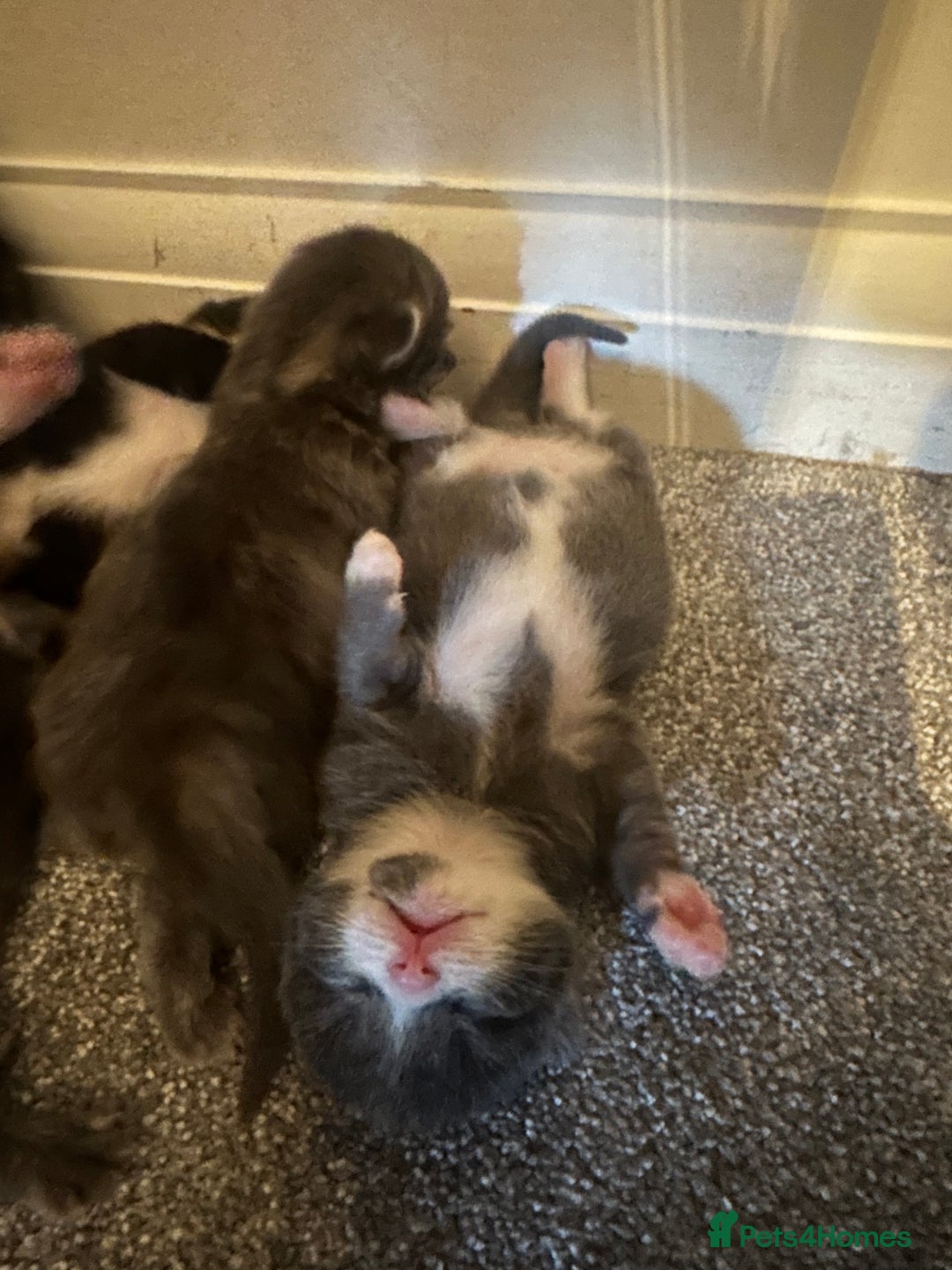 Maine Coon cats for sale: Beautiful mainecoon crosses - Advert 16