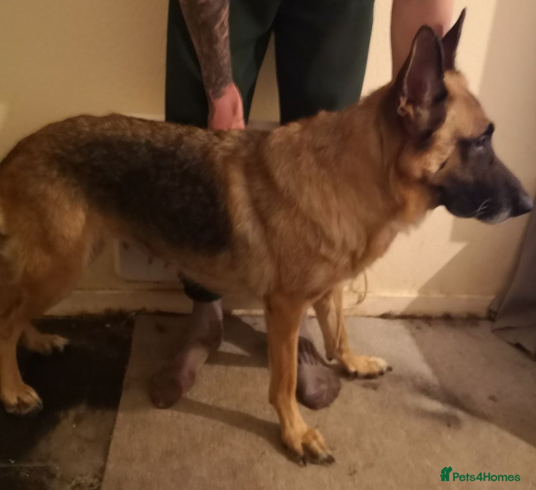 German Shepherd dogs for sale: One large straight back male puppy 11 weeks - Advert 5