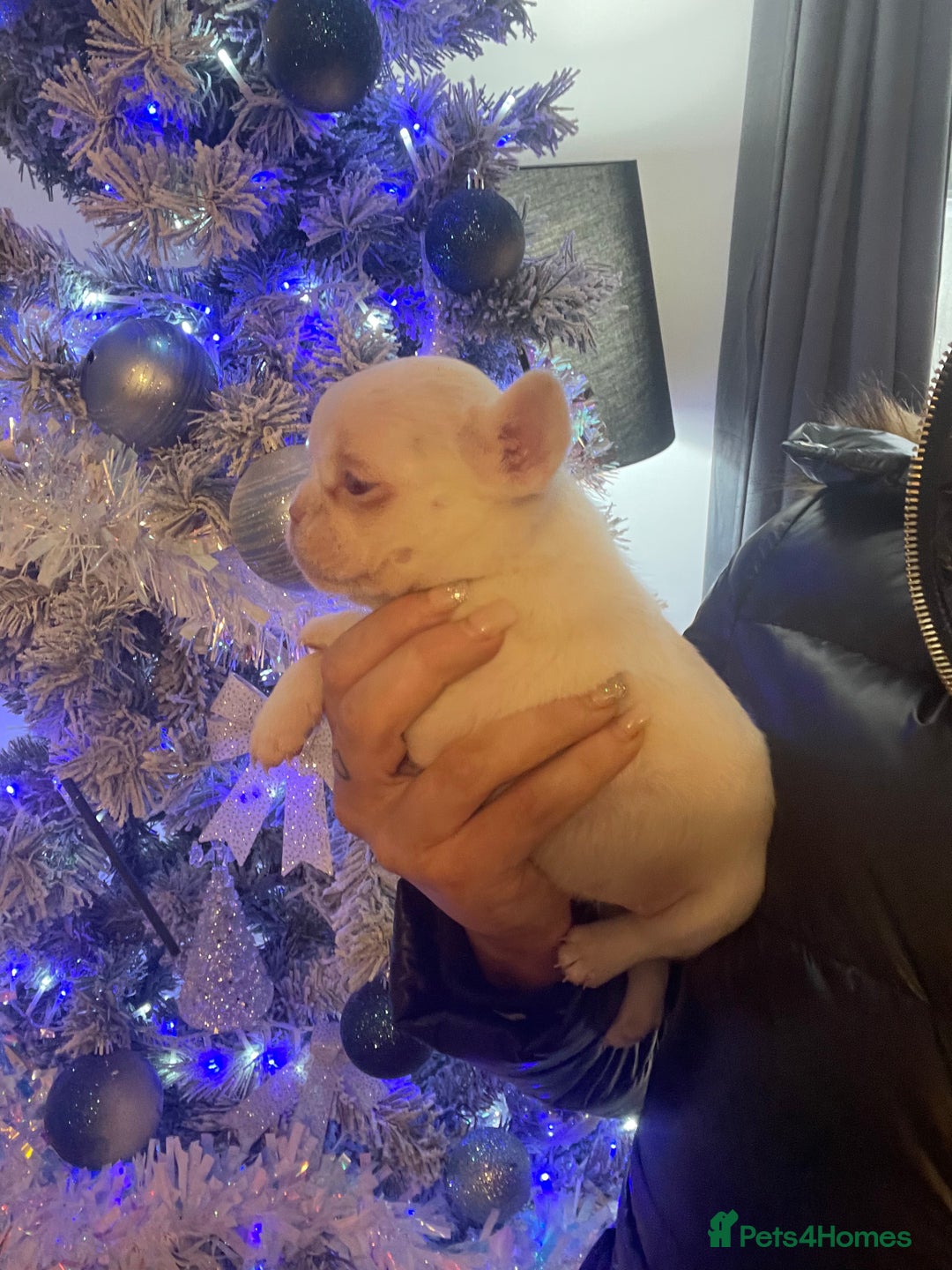 French Bulldog dogs for sale: Merle visual fluffy micro & blue teddy bear  - Advert 6