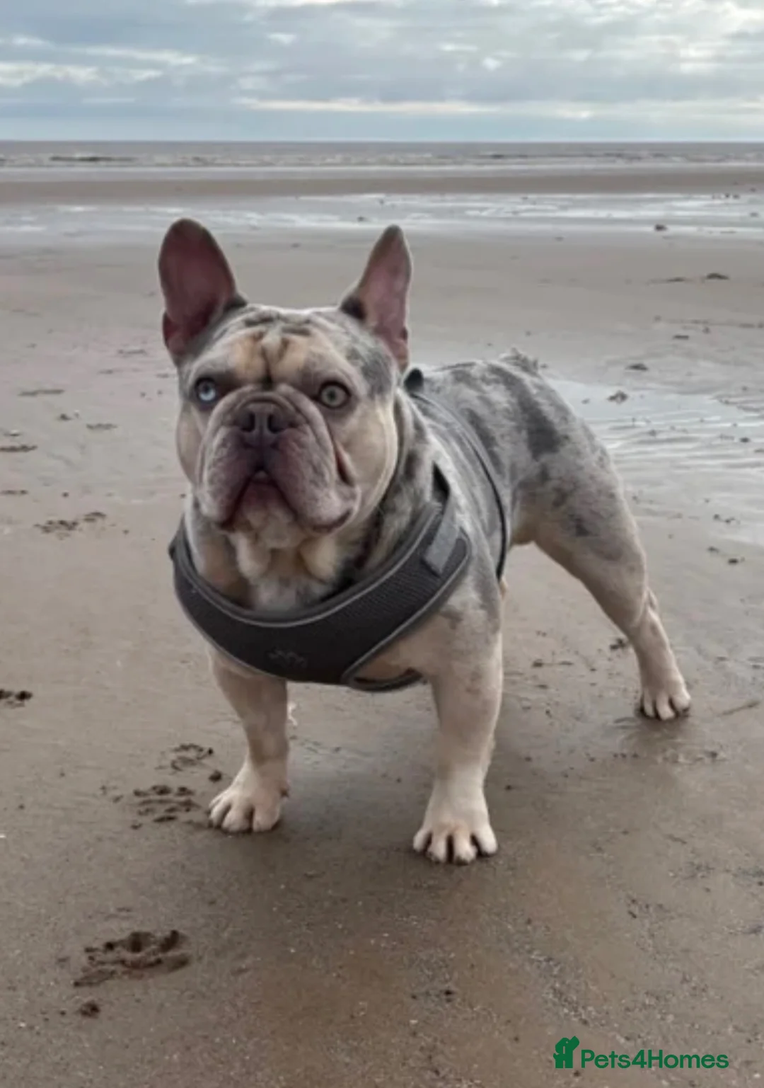 French Bulldog dogs for sale: Koda French Bulldog – 2 Yrs Old – £500 in Northampton - Advert 9