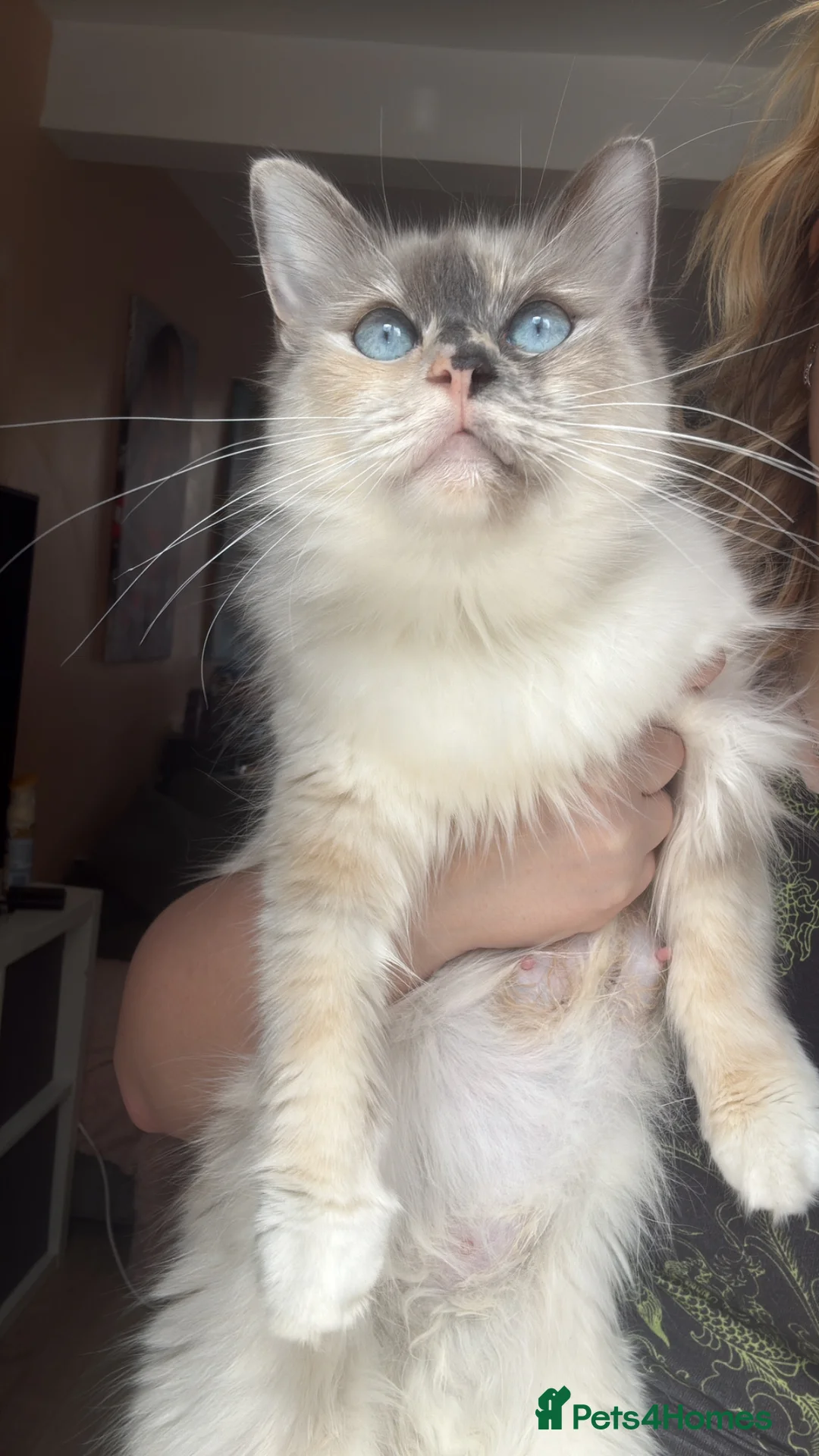 Mixed Breed cats for sale: 4 ragdoll cross kittens for sale - Advert 6