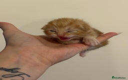 Domestic Shorthair cats for sale: Kittens looking for forever home.  - Image 12