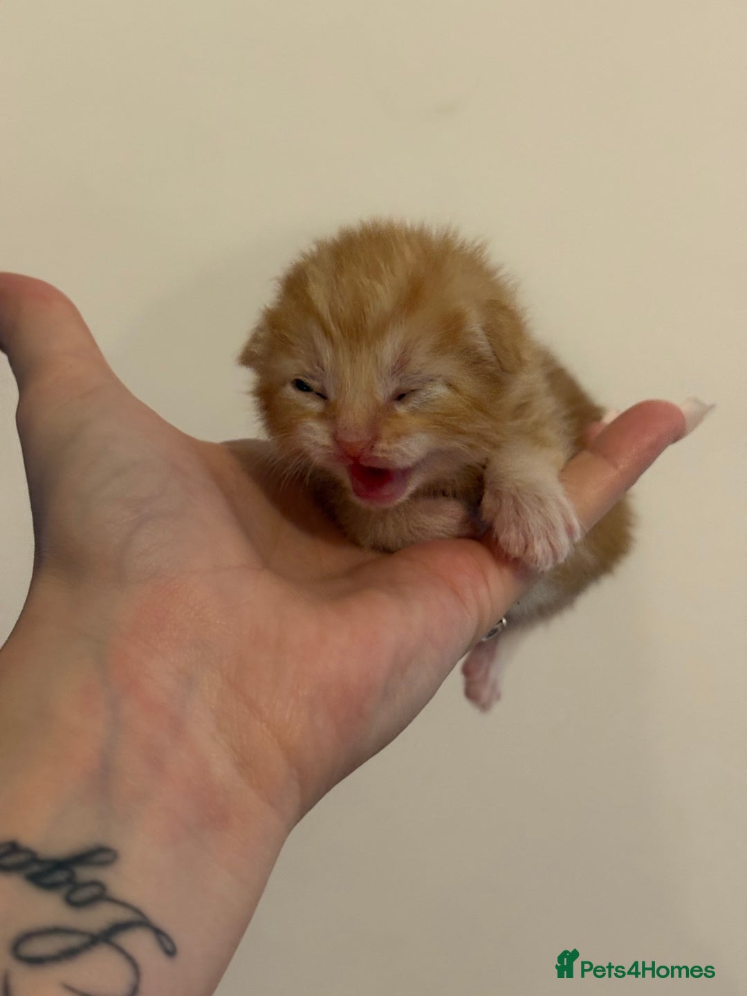 Domestic Shorthair cats for sale: Kittens looking for forever home.  - Image 12