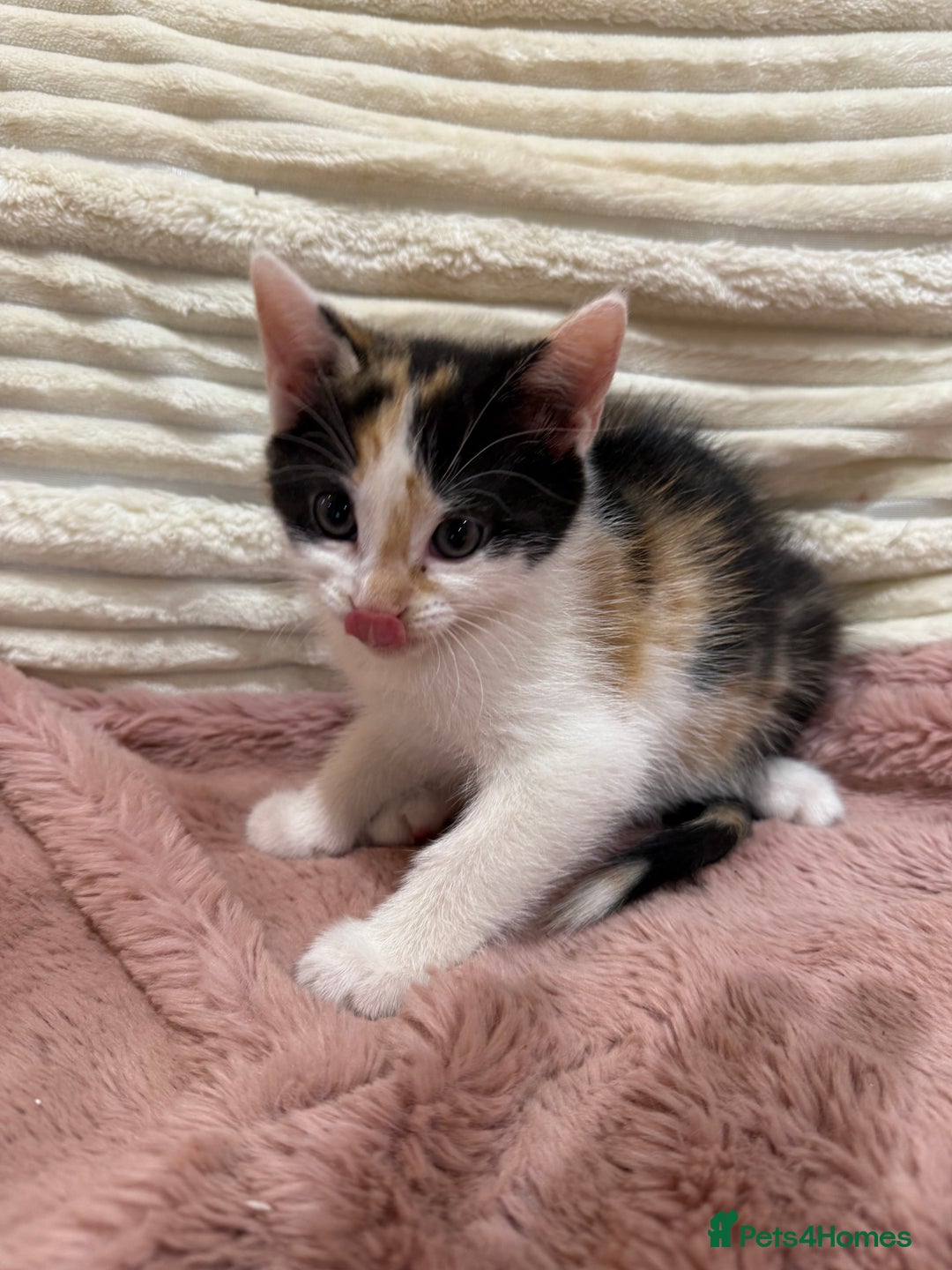 Oriental cats for sale: Sweet Little Calico Baby - Image 7
