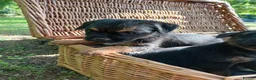 Border Terrier dogs for sale: Border terrier puppies  in Maidstone - Advert 7