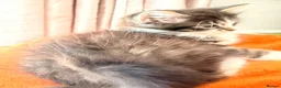 Mixed Breed cats for sale: Bengal/Maine Coon mix • stunning & affectionate  - Advert 19