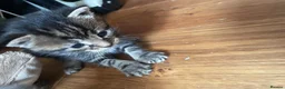 Mixed Breed cats for sale: 6 Kittens  in Waterlooville - Advert 10