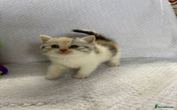 British Shorthair cats for sale: Gorgeous British shorthairs - Image 4