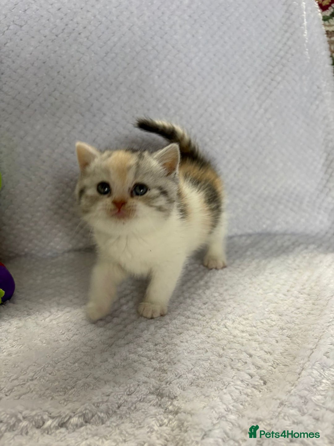 British Shorthair cats for sale: Gorgeous British shorthairs - Image 4