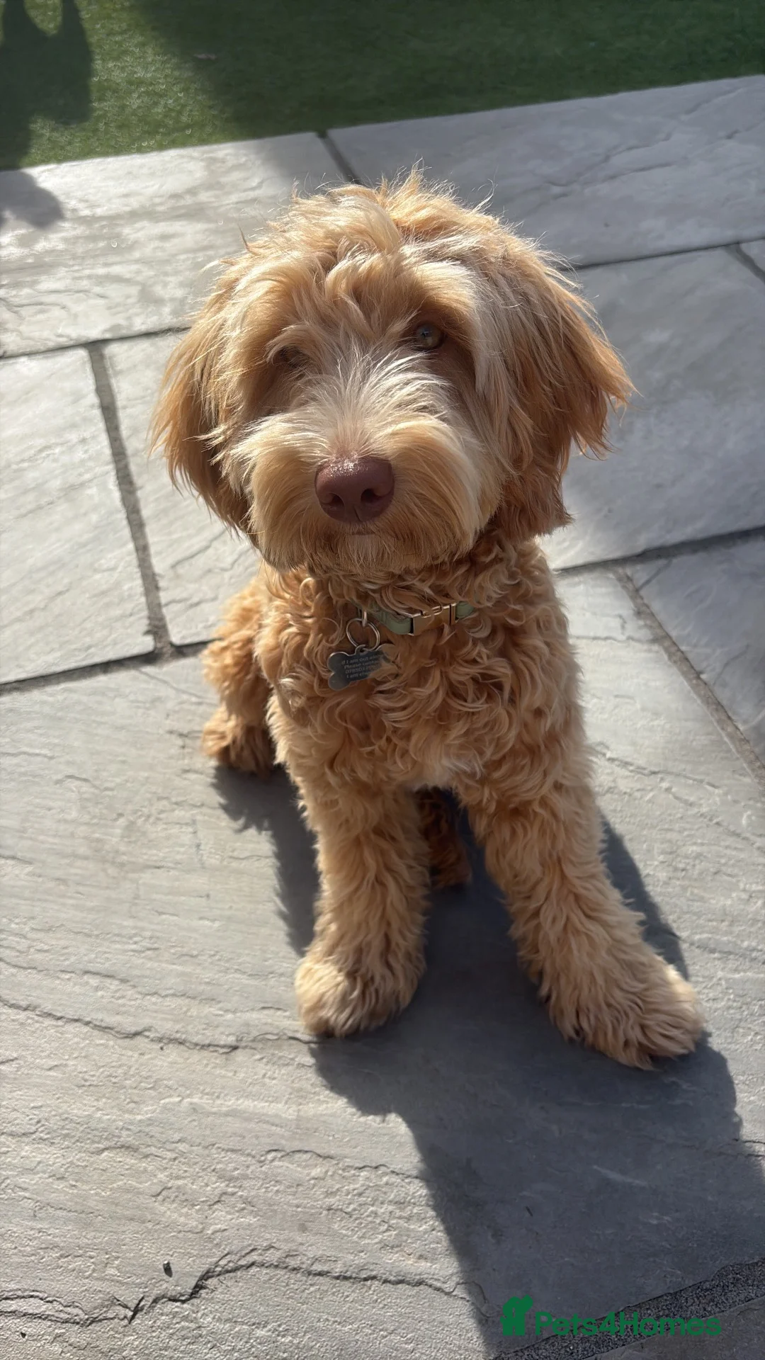 Australian Labradoodle dogs for sale: Winnie 8 month Australian labradoodle  in Pontefract - Advert 2