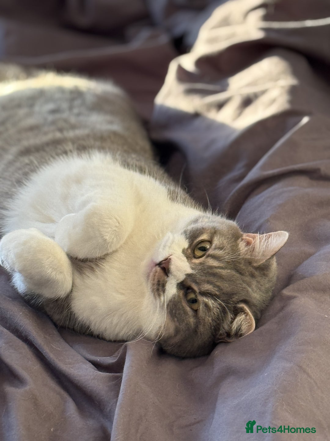 British Shorthair cats for sale: Male british shorthair 2.5 years old indoor only - Advert 12